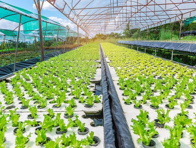 How Hydroponics Works