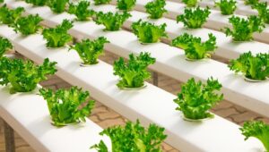 How Hydroponics Works5