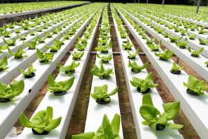 Hydroponic Farming1