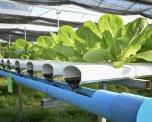 Hydroponic Farming2