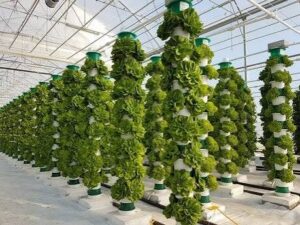 Hydroponic Farming3