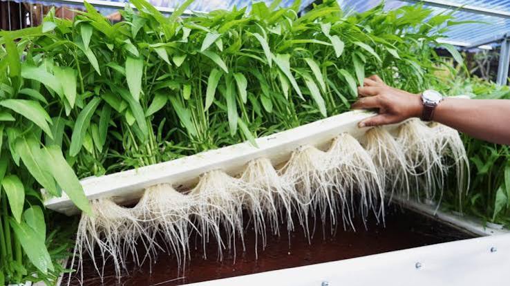 Hydroponic Farm Cost