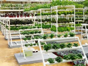 Hydroponic Systems2