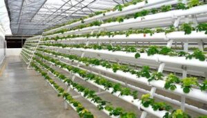 Hydroponic Systems3