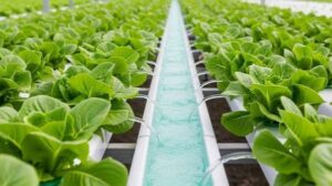 Hydroponic Systems4