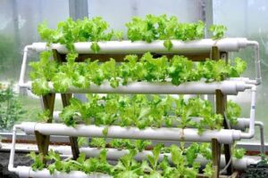 Hydroponic Systems5