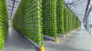 Hydroponic crops in Manrovia1