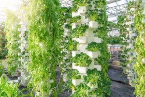 Hydroponic crops in Manrovia3