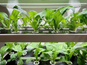 Hydroponic crops in Manrovia4
