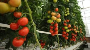 Hydroponic crops in Manrovia5