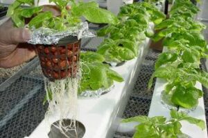 Hydroponic crops in Manrovia6