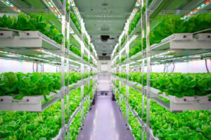 Hydroponic crops in Manrovia7 1