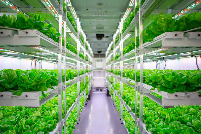 Hydroponic Farming Profitability