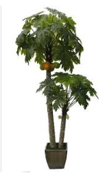 Paw Paw Trees
