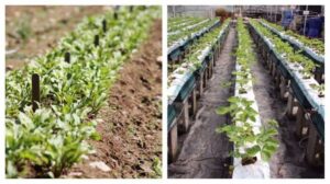 Soil Farming vs Hydroponics