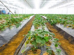 Soil Farming vs Hydroponics2