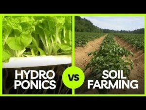 Soil Farming vs Hydroponics4