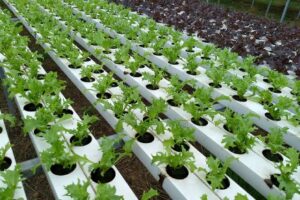 Soil Farming vs Hydroponics6