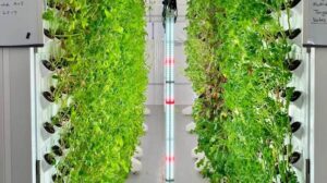 Soil Farming vs Hydroponics7