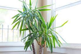 Artificial Yucca Plant