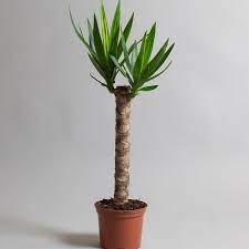 Artificial Yucca Plant