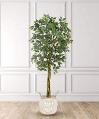 Ficus Trees