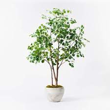 Ficus Trees