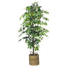 Ficus Trees
