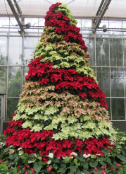 poinsettia
