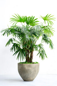 Premium Artificial Greenery
